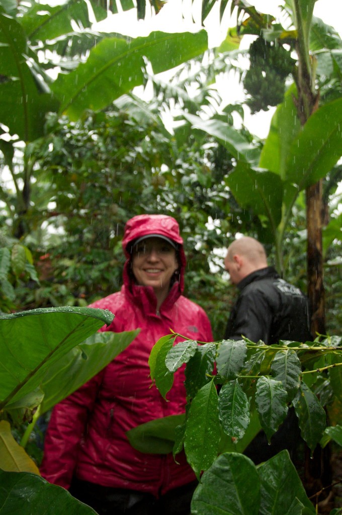 picking coffee cherries in the downpour